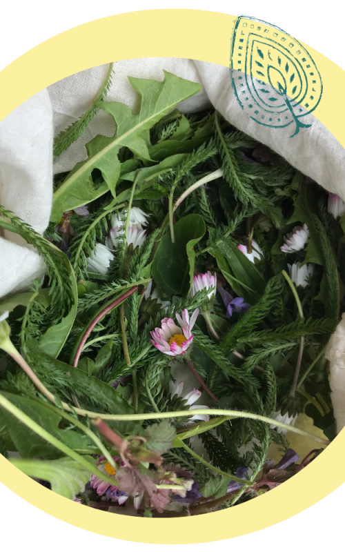 🌿 NALA Bilder Design Web Newsletter etc (500x500) (1)